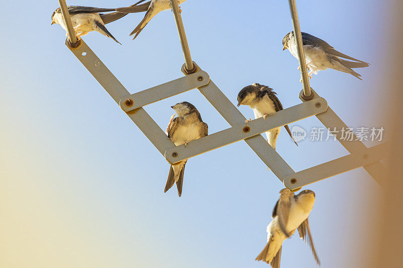 谷仓燕子(Hirundo rustica)在我的窗口靠近。躺在我的衣架上